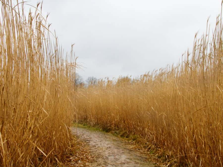 miscanthus waste