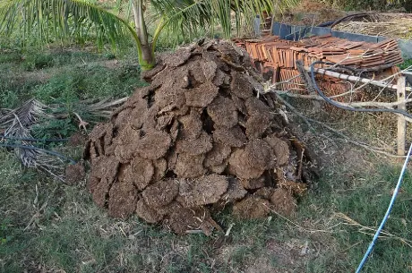 raw cow manure material to turn into high-quality organic fertilizer